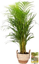 Pokon Powerplanten Areca Palm 100 cm ↕ - Kamerplanten - in Pot (Zeegras Mand) - Goudpalm - met Plantenvoeding / Vochtmeter