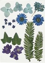 Gedroogde bloemen en bladeren, blauw, 19div