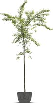 Japanse sierkers | Prunus subhirtella Autumnalis | Stamomtrek: 12-14 cm