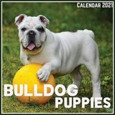 Bulldog Puppies Calendar 2021