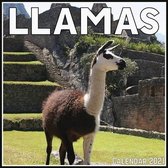 LLamas Calendar 2021