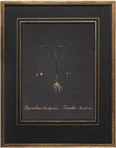 Authentic Models - Handgeschilderde Botanische Tekening - Zwarte Hyacint - ingelijst - 41cm x 32cm