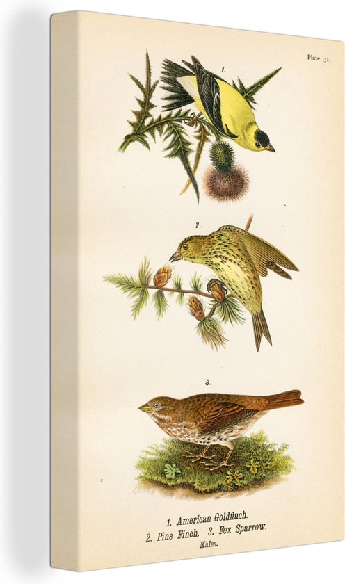 Tableau sur toile Oiseaux anciens imprimés d'espèces d'oiseaux - 80x120 cm - Décoration murale