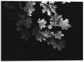 Dibond - Zwart/Wit Tak met Bladeren - 40x30cm Foto op Aluminium (Met Ophangsysteem)
