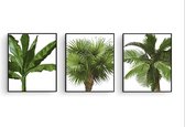 Poster Set 3 - Tropische Bomen Palmboom Bananenboom Kokosnootboom - Muurdecoratie - 50x40cm - Postercity