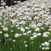 4 x Armeria maritima Alba - Engels Gras in C2 pot met hoogte 10-20cm