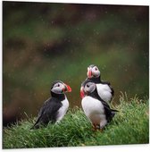 Dibond - Drie Schattige Papegaaiduikertjes op het Gras - 100x100cm Foto op Aluminium (Wanddecoratie van metaal)