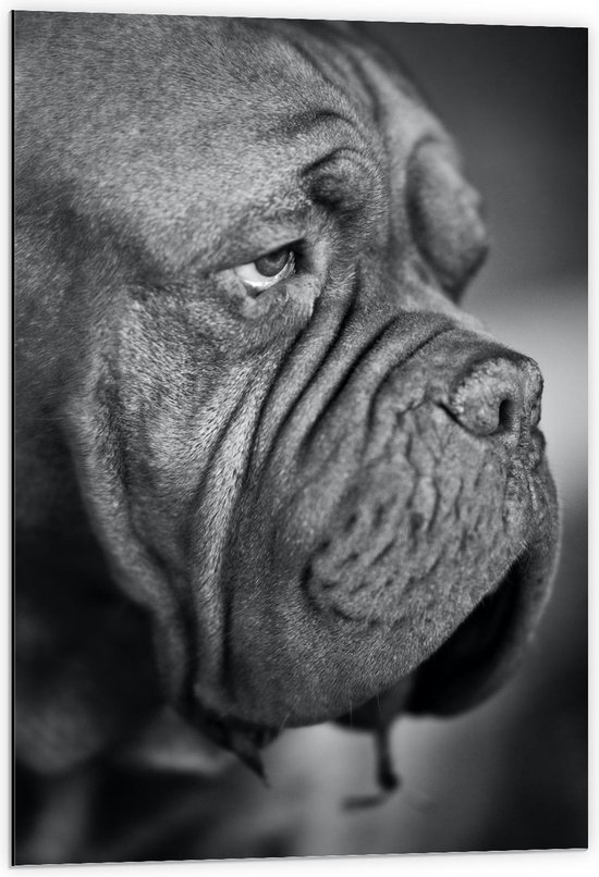 Dibond - Oude Hond (zwart/wit) - 60x90cm Foto op Aluminium (Wanddecoratie van metaal)