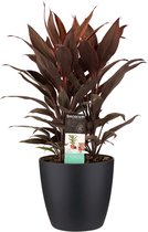 Kamerplant van Botanicly – Cordyline Fruticosa Tango incl. sierpot zwart als set – Hoogte: 60 cm