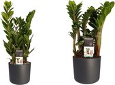 Kamerplanten van Botanicly – 2 × Zamio Zenzi, Zamio Culcas incl. sierpot antraciet cilindrisch als set – Hoogte: 40 cm