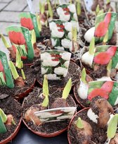 Tulpen in pot (9cm) - 18 kwekerspotjes (1 volle tray) - Gemengd 3 kleuren
