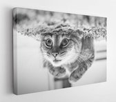 Onlinecanvas - Schilderij - Close Up Cat Art Horizontal Horizontal - Multicolor - 60 X 80 Cm
