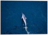 Dibond - Dolfijn in de Blauwe Zee - 40x30cm Foto op Aluminium (Wanddecoratie van metaal)