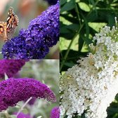 3 x Buddleja Vlinderstruiken: Wit/Blauw/Roze - Tricolor - Buddleja davidii White Profusion/Empire Blue/Pink Delight - Meerjarig en Winterhard | 3 x 1.5 liter potten - Vlinderplant
