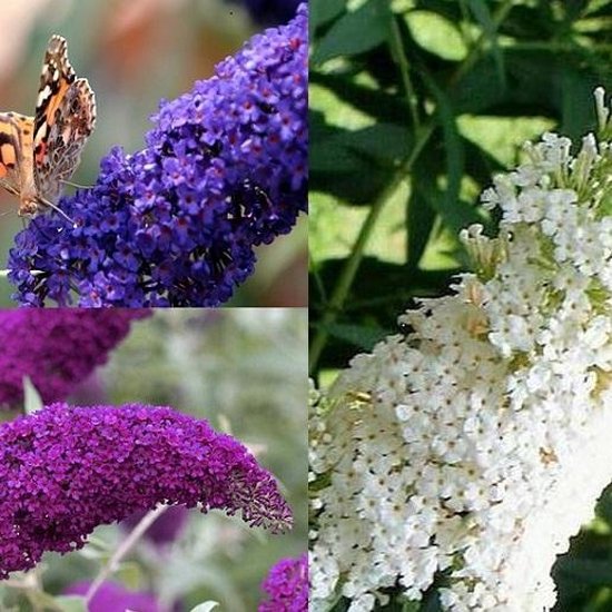 3 x Buddleja mélanger : White Profusion (Blanc) / Empire Blue (Bleu) / Pink Delight (Rose) - Arbuste et Rustique - attrayant pour les papillons | 3 pots de 1,5 litres
