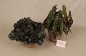 Groene plant - Combinatie - 1x Begonia Black Jungle / 1x Begonia Maculata stippen plant- ⌀17 cm - Hoogte ↕30 en 45cm - Inclusief siermanden - Vers uit eigen kwekerij!