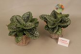 Groene plant - Streptocarpus - Pretty Turtle - Schilpad plant - ⌀17 cm - Hoogte ↕20 cm - Inclusief siermand - Vers uit eigen kwekerij!