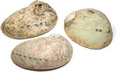 Abalone smudge schelp, Haliotis diversicolor, parelmoer, maat S