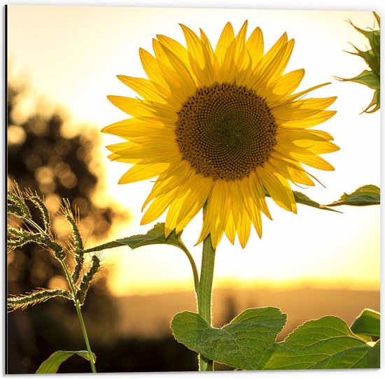 Dibond - Grote Gele Zonnebloem in de Lucht - 50x50cm Foto op Aluminium (Wanddecoratie van metaal)