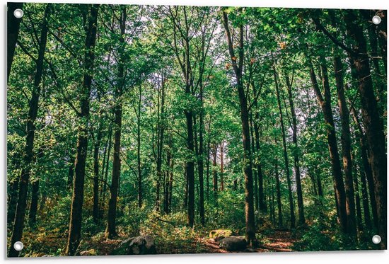 Tuinposter – Groen Gekleurde Bomen in het Bos - 90x60cm Foto op Tuinposter  (wanddecoratie voor buiten en binnen)