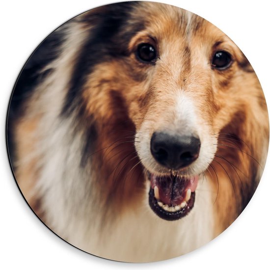 Dibond Wandcirkel - Langharige Hond  - 30x30cm Foto op Aluminium Wandcirkel (met ophangsysteem)