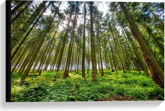 Canvas  - Bossen met Bomen en Planten - 60x40cm Foto op Canvas Schilderij (Wanddecoratie op Canvas)