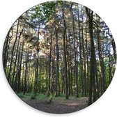 Dibond Wandcirkel - Hoge Bomen in het Bos - 50x50cm Foto op Aluminium Wandcirkel (met ophangsysteem)