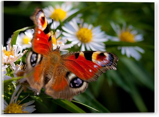 Acrylglas - Vlinder met Figuren op Witte Bloemen - 40x30cm Foto op Acrylglas (Met Ophangsysteem)