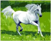 Schilderen op nummer paard – 40 x 50 cm - Paint by number volwassenen – Nummer schilderen voor volwassenen - Hobby en creatief – Hobby materialen volwassenen - diy pakket volwassenen