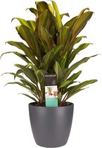 Cordyline Kiwi toef met Elho brussels antracite