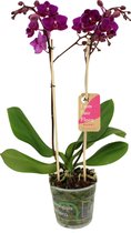 Orchidee van Botanicly – Vlinder orchidee – Hoogte: 50 cm, 2 takken – Phalaenopsis Multiflora Cosy Candy