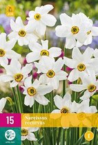 Jub Holland - bloembollen - Narcissen Recurvus - maat 12/14 - 15 stuks