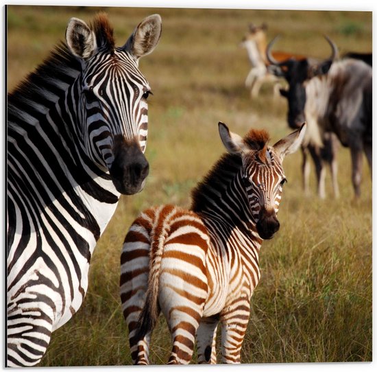 besluiten waarom niet Mordrin Dibond - Mooie Zwarte en Bruine Zebra's - 50x50cm Foto op Aluminium  (Wanddecoratie van... | bol.com