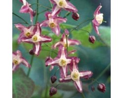 6 x Epimedium Rubrum - Elfenbloem pot 9x9cm