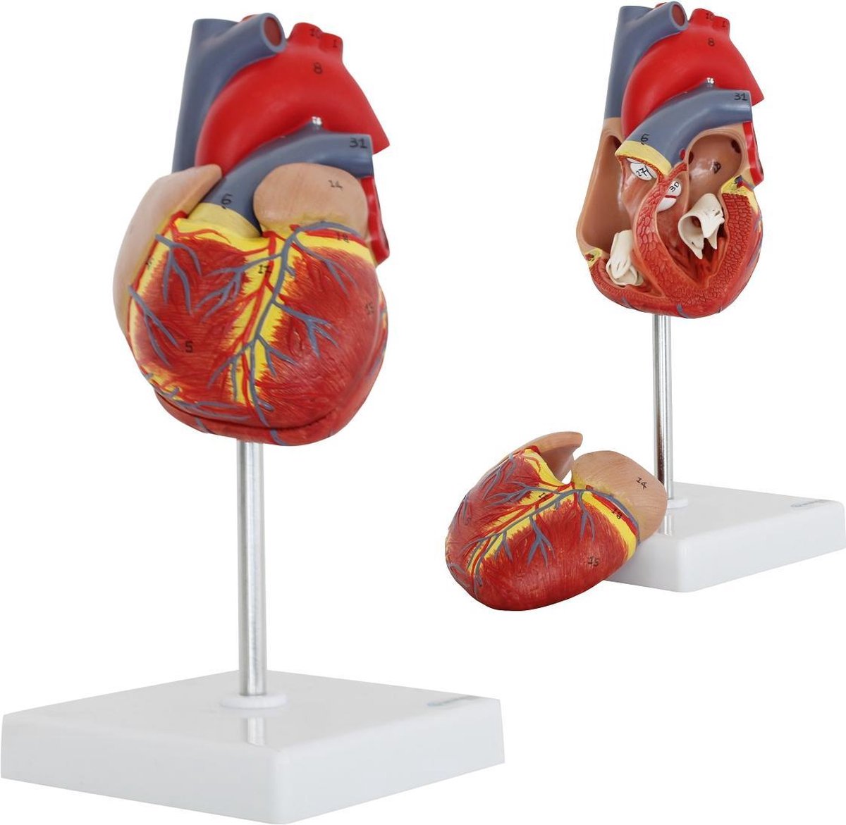 Het menselijk lichaam - anatomie model hart, 2-delig