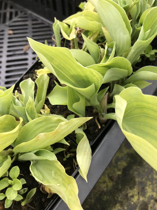 9x originele Vaderdag plant cadeaus 15 6 x Hosta 'Cadillac'