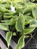 6 x Hosta 'Emerald Edger' (Klein) - Hartlelie - P9 Pot (9 x 9cm) - Dima Vaste Planten