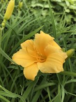 6 x Hemerocallis 'Stella de Oro' - Daglelie - P9 Pot (9 x 9cm) - Dima Vaste Planten