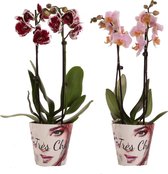 Phalaenopsis 2 tak - set van 2 stuks (diverse kleuren)