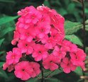 Close-up van een tros felroze Phlox bloemen, met donkere blaadjes in het midden.