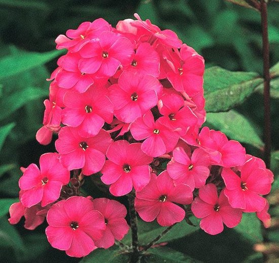 Close-up van een tros felroze Phlox bloemen, met donkere blaadjes in het midden.