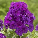 Donkerpaarse Phlox bloemen met open, stervormige bloemblaadjes en groene bladeren.