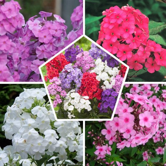 Collage van Phlox bloemen in roze, paars, rood, wit en paarse tinten.