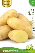 36 x plant aardappel CHARLOTTE - solanum tuberosum - plantaardappel - pootaardappel
