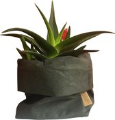 de Zaktus - Crassula - vetplant - paper bag donker grijs en paper bag lichtgrijs - Maat XL - 2 stuks