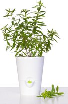 Emsa Fresh Herbs 514245 kruidenpot, voor verse kruiden, zelfverzorgende watervoorziening, vulstand-indicator