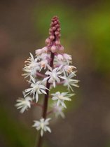 6x Tiarella cordifolia Lev. P9 - Schuimbloem of Perzische muts