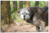 Dibond - Wolf in de Bossen - 60x40cm Foto op Aluminium (Met Ophangsysteem)