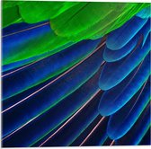 Acrylglas - Papegaaiveren in het Blauw/Groen - 50x50cm Foto op Acrylglas (Met Ophangsysteem)