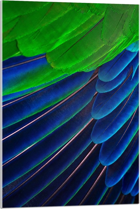 Acrylglas - Papegaaiveren in het Blauw/Groen - 60x90cm Foto op Acrylglas (Met Ophangsysteem)